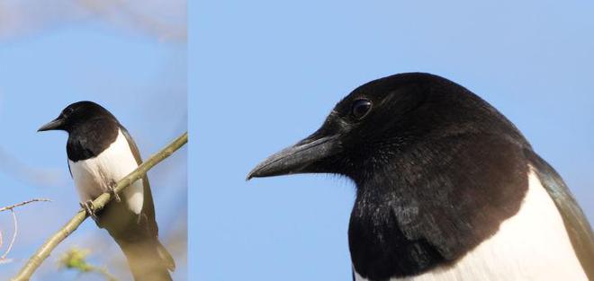G镜头家族超远新视野 索尼FE 400-800mm F6.3-8 G OSS评测