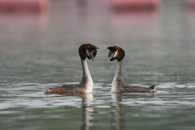 G镜头家族超远新视野 索尼FE 400-800mm F6.3-8 G OSS评测