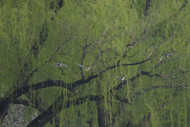 G镜头家族超远新视野 索尼FE 400-800mm F6.3-8 G OSS评测