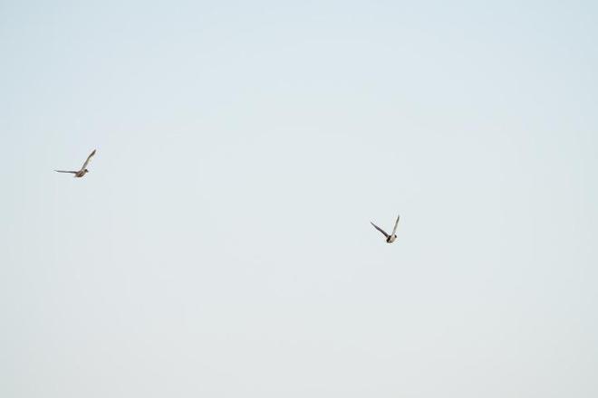 G镜头家族超远新视野 索尼FE 400-800mm F6.3-8 G OSS评测