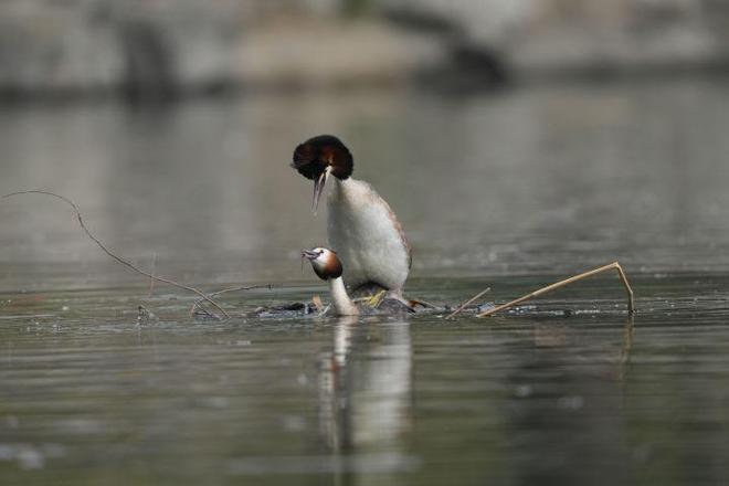 G镜头家族超远新视野 索尼FE 400-800mm F6.3-8 G OSS评测