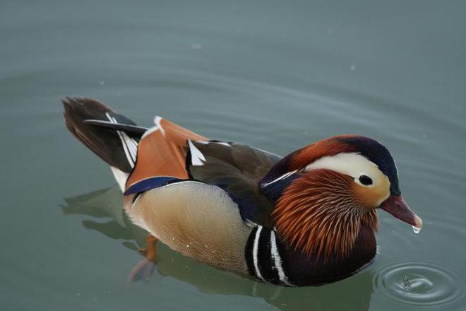 G镜头家族超远新视野 索尼FE 400-800mm F6.3-8 G OSS评测