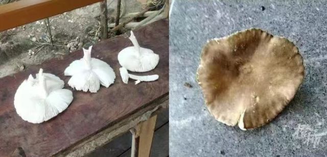 最新通报：发病1例，死亡1例！千万别采、别买、别吃