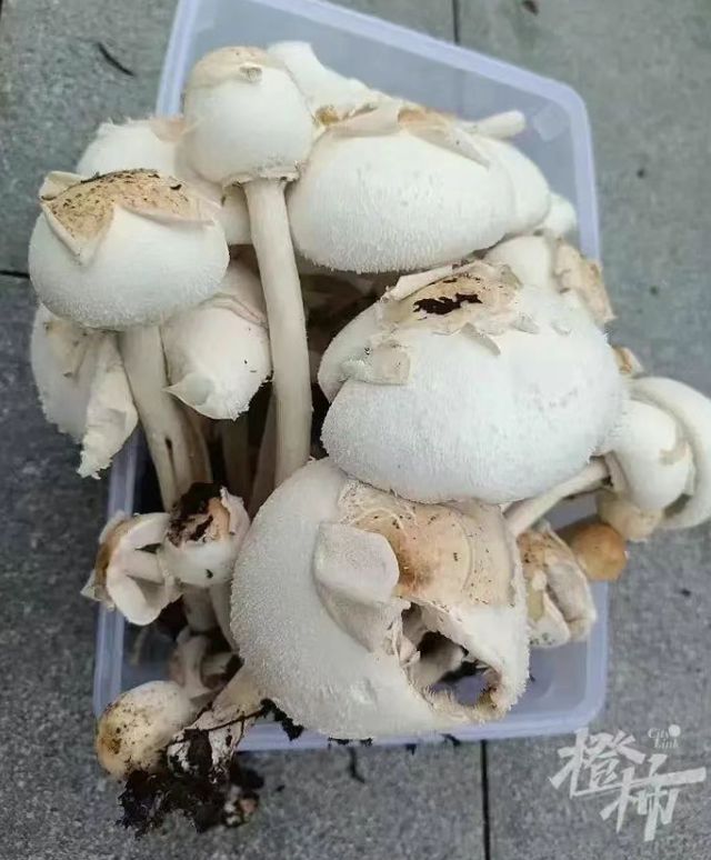 最新通报：发病1例，死亡1例！千万别采、别买、别吃