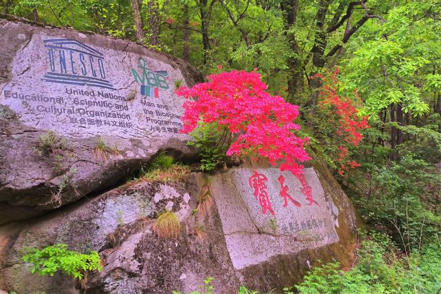 内乡宝天曼第二届杜鹃花节启幕 绘就“诗与远方”新画卷