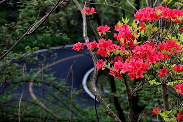 内乡宝天曼第二届杜鹃花节启幕 绘就“诗与远方”新画卷