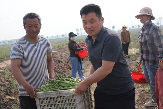 范县龙王庄镇：小芦笋助农增收