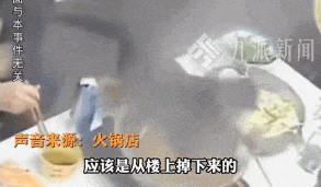 坠锅猫咪仍不治身亡！店主因处置到位获赞无数，生意反而更好了