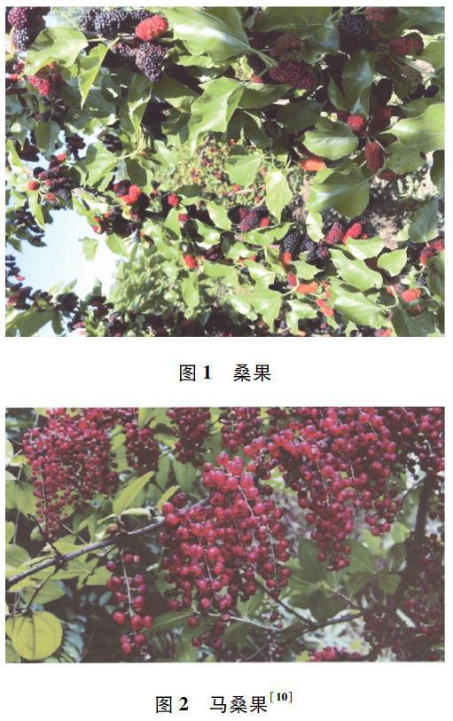 一口爆汁！维生素C是蓝莓的4倍，被誉为“21 世纪最佳保健水果”