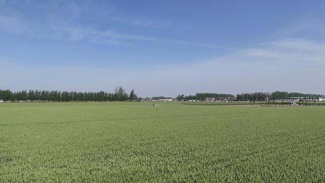 抗旱浇水+“一喷三防”！河南各地抓住时机做好小麦后期管理