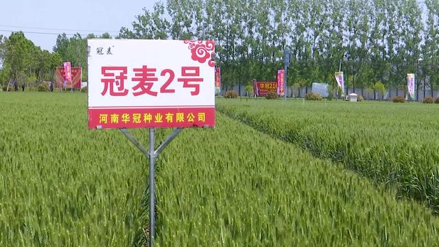抗旱浇水+“一喷三防”！河南各地抓住时机做好小麦后期管理