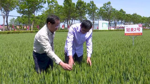 抗旱浇水+“一喷三防”！河南各地抓住时机做好小麦后期管理