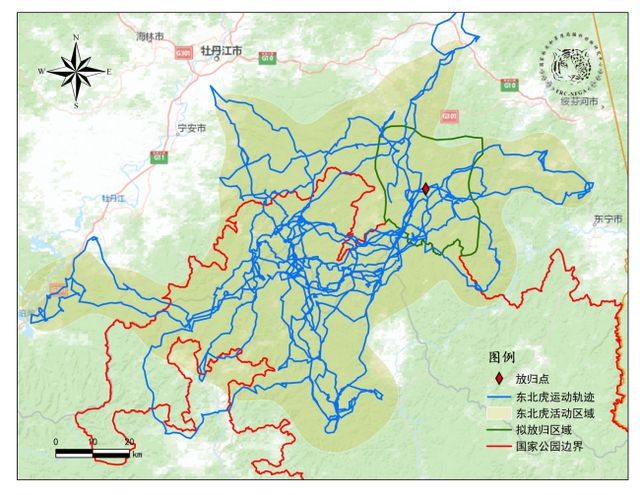 “完达山一号”可能已“脱单”！东北虎种群传来新喜讯