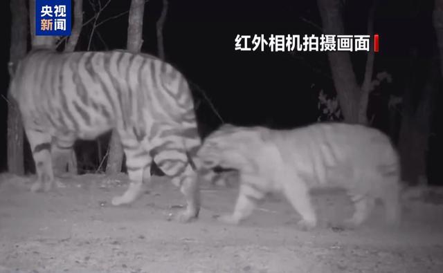 “完达山一号”可能已“脱单”！东北虎种群传来新喜讯