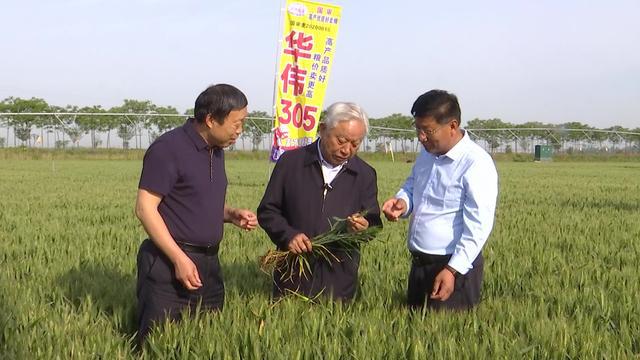 抗旱浇水+“一喷三防”！河南各地抓住时机做好小麦后期管理