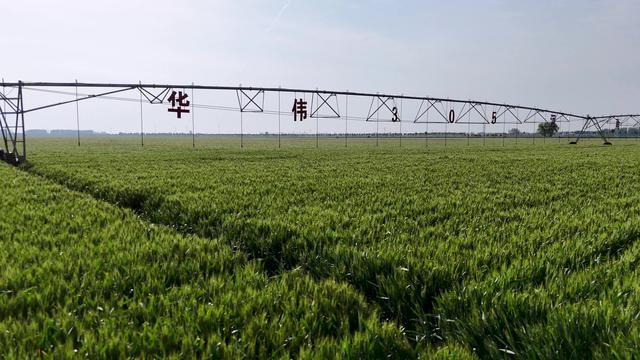 抗旱浇水+“一喷三防”！河南各地抓住时机做好小麦后期管理