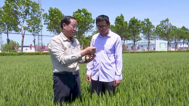 抗旱浇水+“一喷三防”！河南各地抓住时机做好小麦后期管理