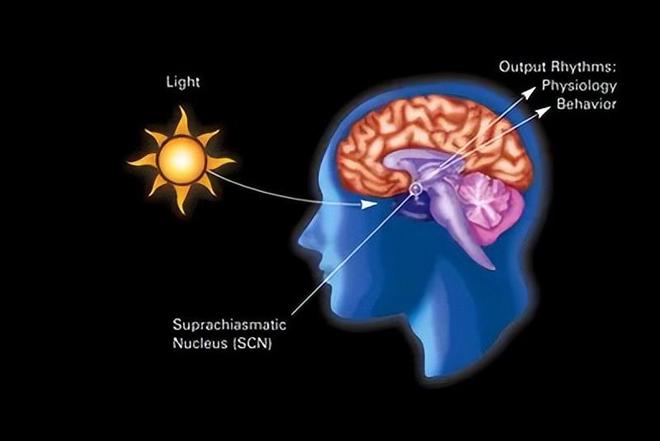 为什么有人每天睡得少却很精神？科学家发现“短睡基因”