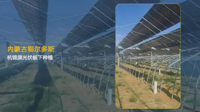 从荒漠到绿洲，中国治沙人用 45 年铸就生态奇迹