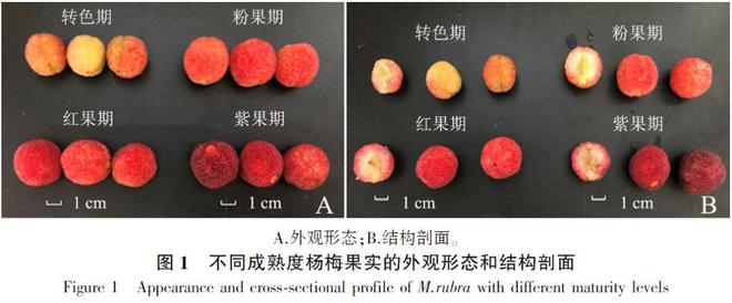 又到了吃虫，哦不，吃杨梅的季节了