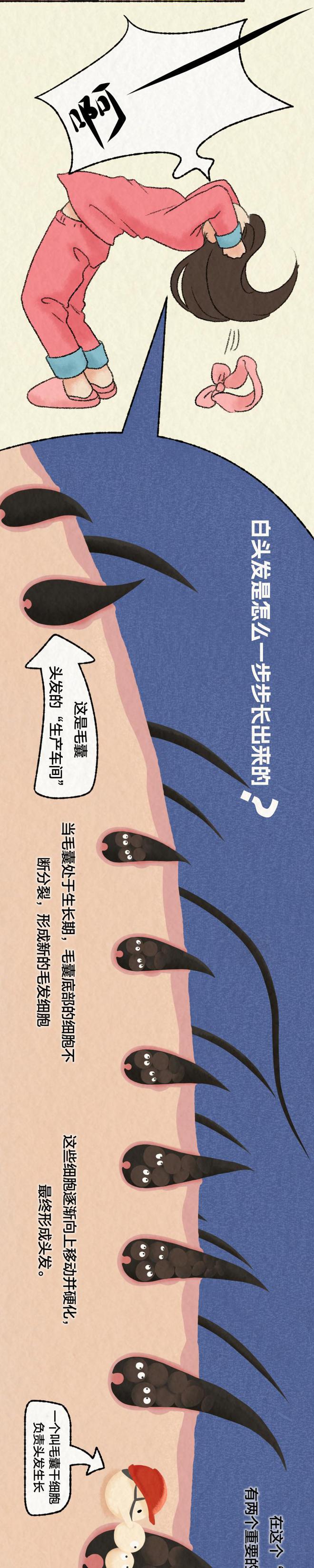 你的白发就是这样一点点长出来的！全过程曝光