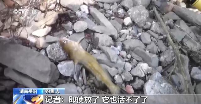 央视曝光保护区里的“疯狂垂钓” 渔线成为江豚致命杀手