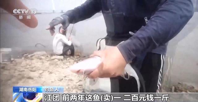 央视曝光保护区里的“疯狂垂钓” 渔线成为江豚致命杀手