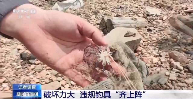 央视曝光保护区里的“疯狂垂钓” 渔线成为江豚致命杀手