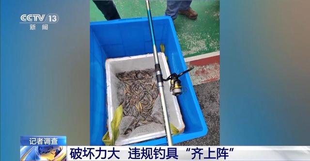 央视曝光保护区里的“疯狂垂钓” 渔线成为江豚致命杀手