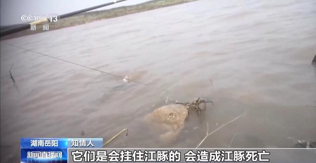 央视曝光保护区里的“疯狂垂钓” 渔线成为江豚致命杀手