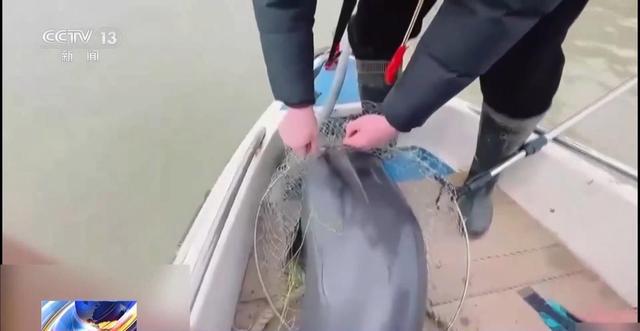 央视曝光保护区里的“疯狂垂钓” 渔线成为江豚致命杀手