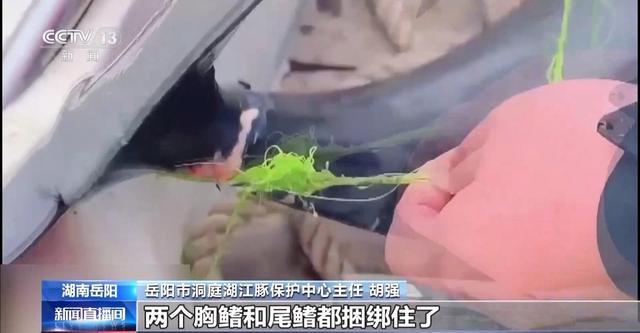 央视曝光保护区里的“疯狂垂钓” 渔线成为江豚致命杀手