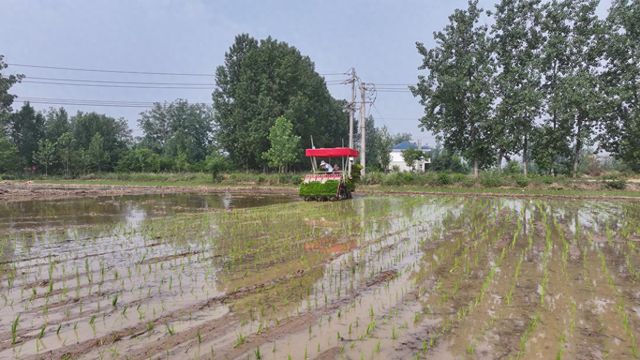 息县：秧苗绿浪接麦浪 科技赋能抢农时