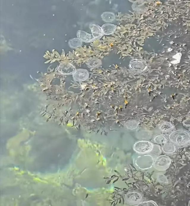 有毒！别碰这些“塑料袋”
