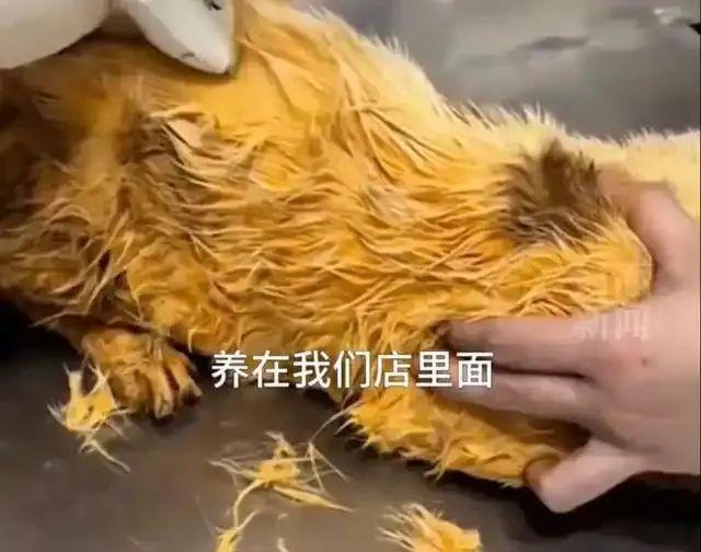坠锅猫咪仍不治身亡！店主因处置到位获赞无数，生意反而更好了