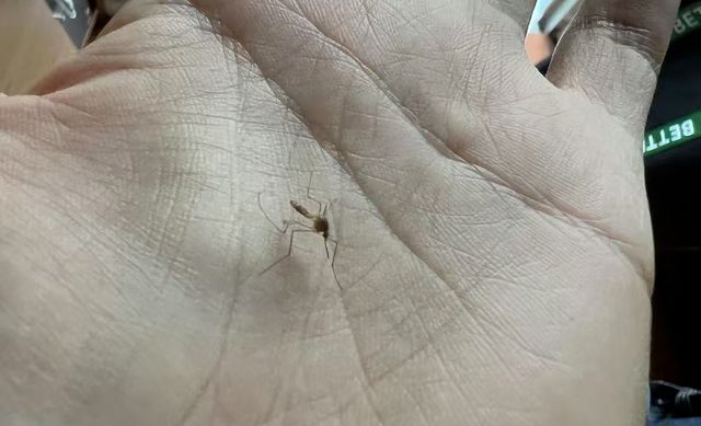 为了消灭蚊子，科学家建议在人血里下毒