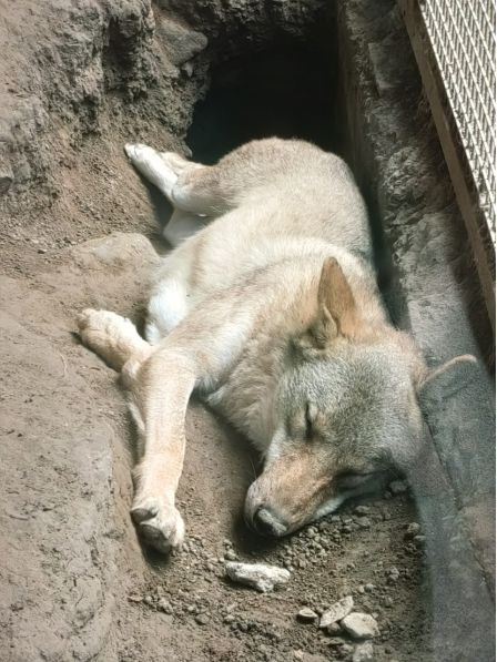 这些动物寿命都比人类长，乌龟都比不了！秘密在于……