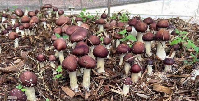 中国科学家发现：这种云南菌子，有大用！！！