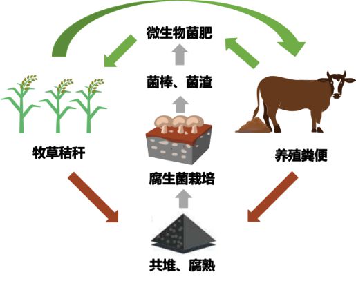 中国科学家发现：这种云南菌子，有大用！！！