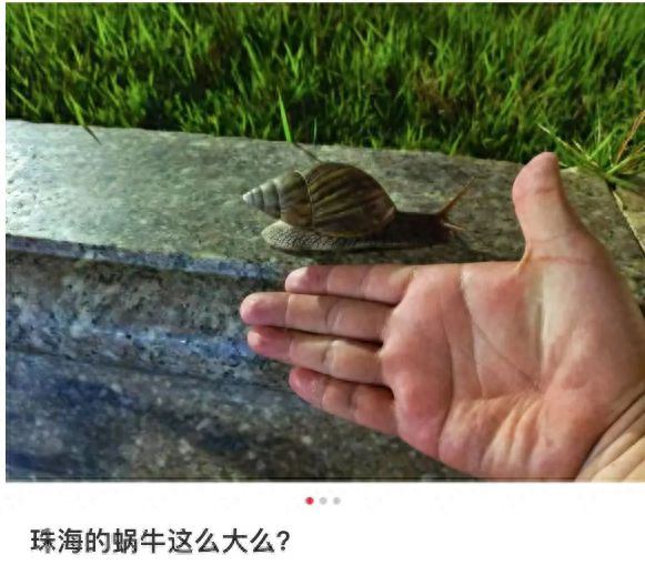 雨后大量出现，广州街坊：一墙都是看得头皮发麻……提醒：不要碰也不要吃！