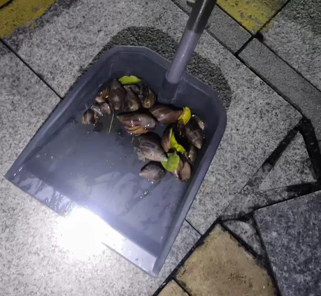 雨后大量出现，广州街坊：一墙都是看得头皮发麻……提醒：不要碰也不要吃！