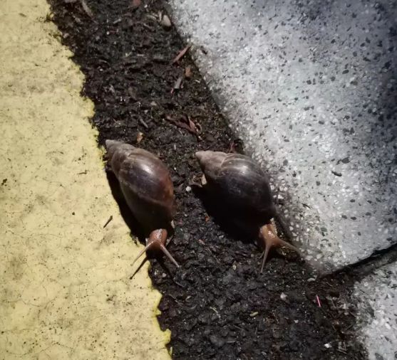 雨后大量出现，广州街坊：一墙都是看得头皮发麻……提醒：不要碰也不要吃！