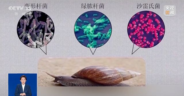 雨后大量出现，广州街坊：一墙都是看得头皮发麻……提醒：不要碰也不要吃！