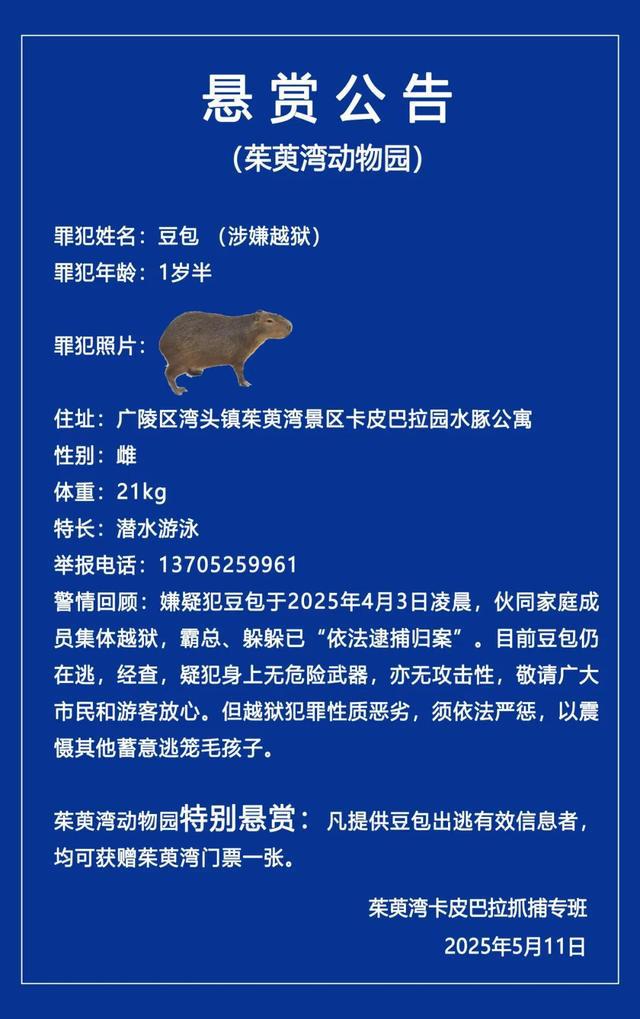 “越狱”卡皮巴拉“豆包”仍在逃，园方升级悬赏奖励，敦促其主动投案：回来过有编制的好日子