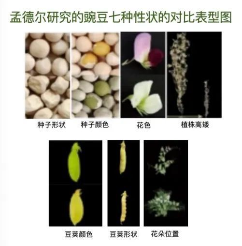 跨越时空的科学对话：现代科学解160年前的遗传学密码