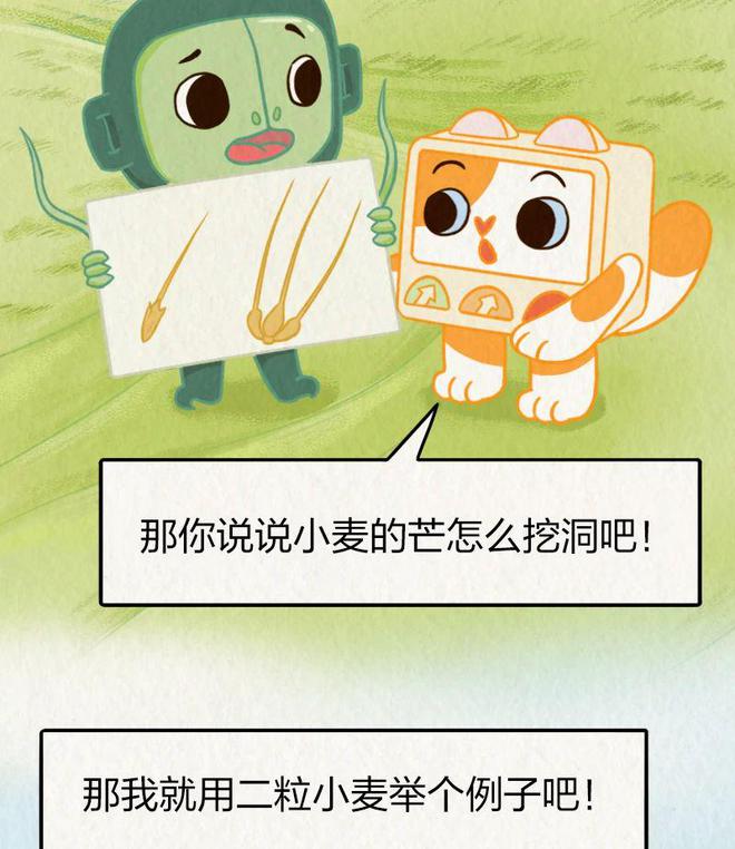 今日芒种｜“针尖对麦芒”里的“麦芒”是啥？竟然还会自己挖洞！