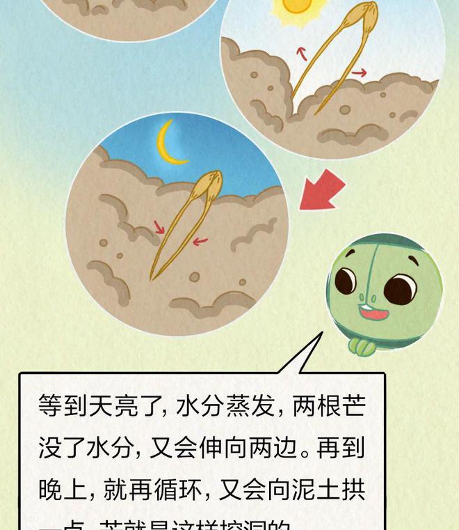 今日芒种｜“针尖对麦芒”里的“麦芒”是啥？竟然还会自己挖洞！