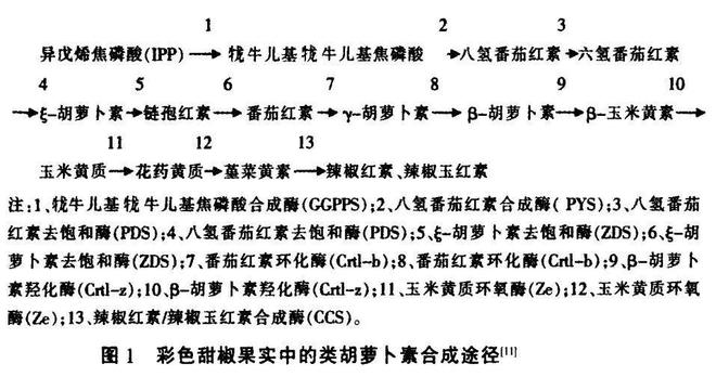 蔬菜中的“维C之王”竟是它？含量是橙子的近4倍！每天吃一个就够